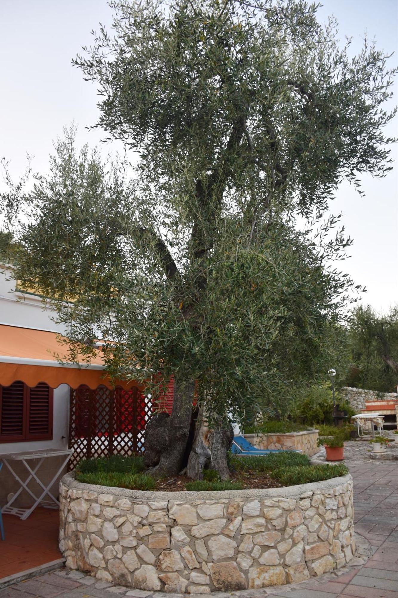 Villa Terra Di Ulivo Vieste Esterno foto